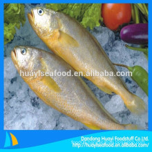 high quality wild seawater fish frozen yellow croaker